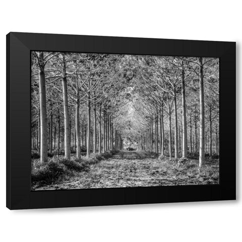 Pathway through trees in forest Black Modern Wood Framed Art Print with Double Matting by Frank, Assaf