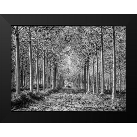 Pathway through trees in forest Black Modern Wood Framed Art Print by Frank, Assaf