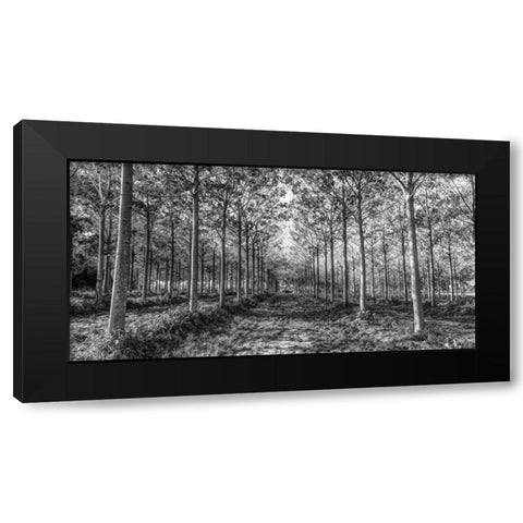 Pathway through trees in forest Black Modern Wood Framed Art Print with Double Matting by Frank, Assaf
