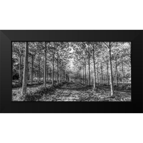 Pathway through trees in forest Black Modern Wood Framed Art Print by Frank, Assaf