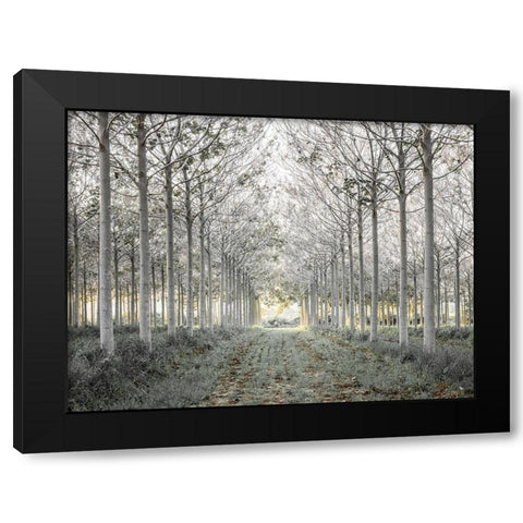 Pathway through trees in forest, FTBR-1833 Black Modern Wood Framed Art Print by Frank, Assaf