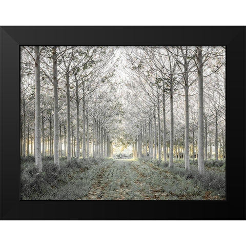 Pathway through trees in forest, FTBR-1833 Black Modern Wood Framed Art Print by Frank, Assaf