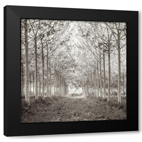 Pathway through trees in forest, FTBR-1815 Black Modern Wood Framed Art Print by Frank, Assaf