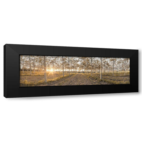 Pathway through trees in forest, FTBR-1834 Black Modern Wood Framed Art Print with Double Matting by Frank, Assaf