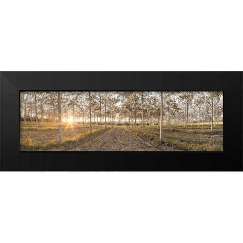 Pathway through trees in forest, FTBR-1834 Black Modern Wood Framed Art Print by Frank, Assaf