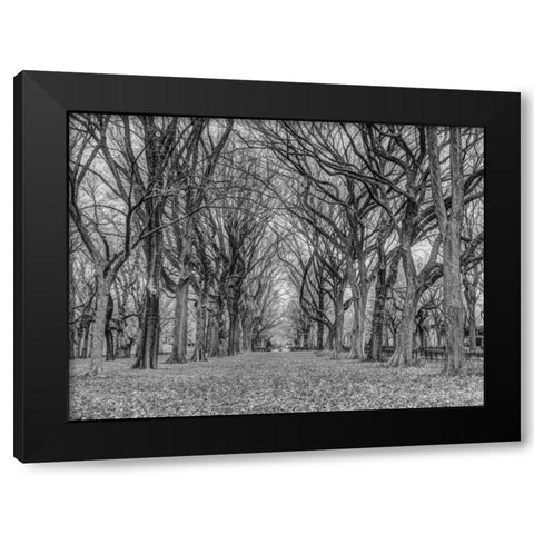 Rows of trees in Central park, New York Black Modern Wood Framed Art Print with Double Matting by Frank, Assaf