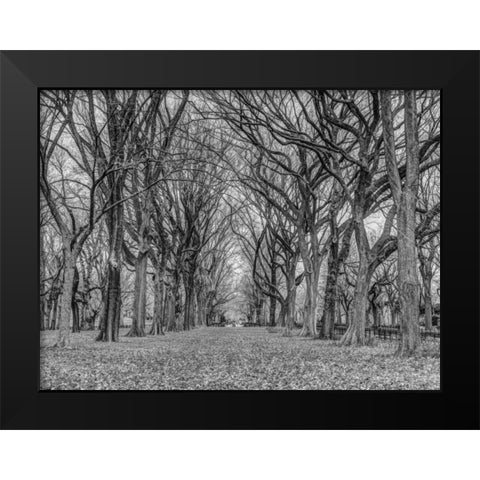 Rows of trees in Central park, New York Black Modern Wood Framed Art Print by Frank, Assaf