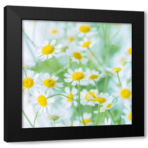 White Daisies in studio Black Modern Wood Framed Art Print with Double Matting by Frank, Assaf