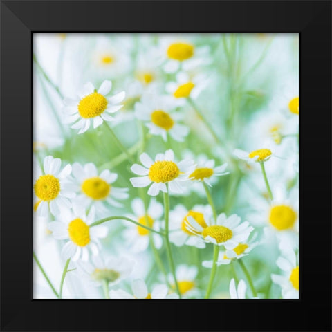 White Daisies in studio Black Modern Wood Framed Art Print by Frank, Assaf