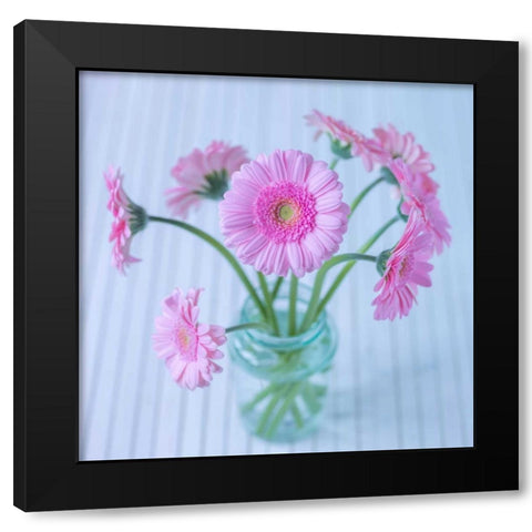 White Daisies in studio Black Modern Wood Framed Art Print by Frank, Assaf