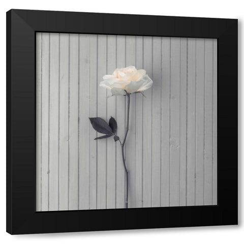 Rose on table Black Modern Wood Framed Art Print with Double Matting by Frank, Assaf