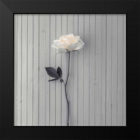 Rose on table Black Modern Wood Framed Art Print by Frank, Assaf