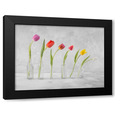 Ranuncuclus flowers in glass bottles Black Modern Wood Framed Art Print by Frank, Assaf