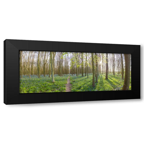 Spring forest with tall trees Black Modern Wood Framed Art Print by Frank, Assaf