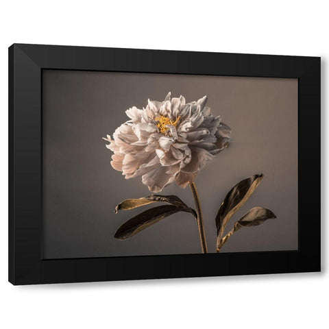 Peony flower Black Modern Wood Framed Art Print by Frank, Assaf