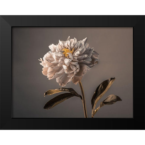 Peony flower Black Modern Wood Framed Art Print by Frank, Assaf