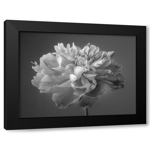Peony flower Black Modern Wood Framed Art Print by Frank, Assaf