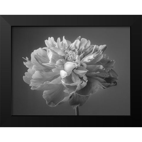 Peony flower Black Modern Wood Framed Art Print by Frank, Assaf
