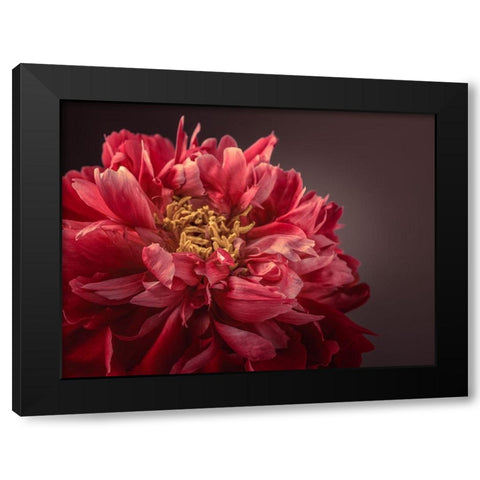 Peony flower Black Modern Wood Framed Art Print by Frank, Assaf