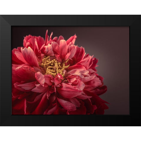 Peony flower Black Modern Wood Framed Art Print by Frank, Assaf