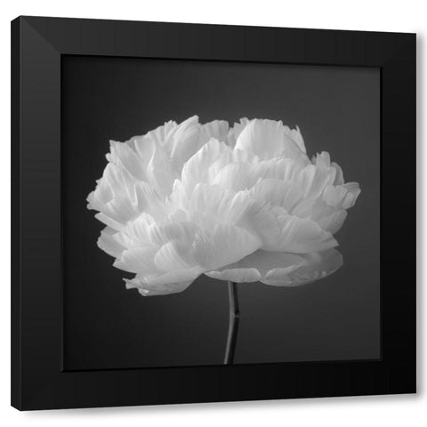 Peony flower Black Modern Wood Framed Art Print by Frank, Assaf