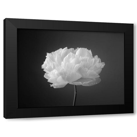 Peony flower Black Modern Wood Framed Art Print with Double Matting by Frank, Assaf