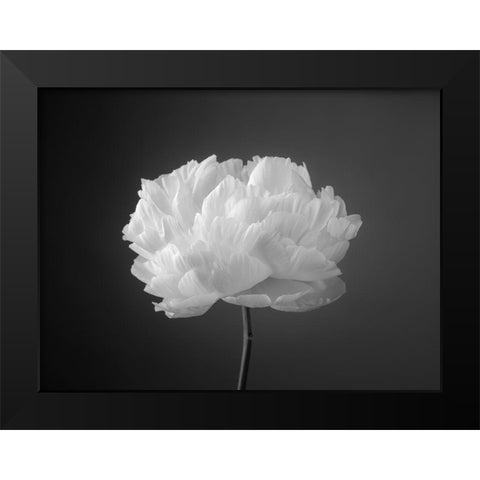 Peony flower Black Modern Wood Framed Art Print by Frank, Assaf
