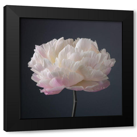 Peony flower Black Modern Wood Framed Art Print by Frank, Assaf