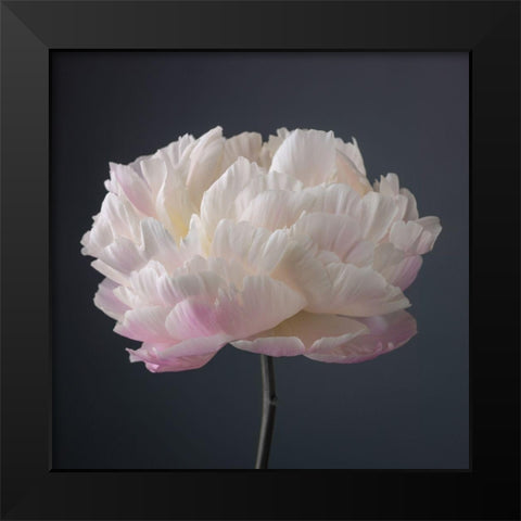 Peony flower Black Modern Wood Framed Art Print by Frank, Assaf