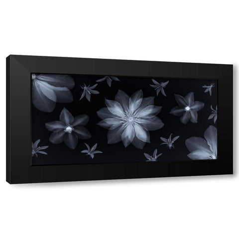 Clematis flowers Black Modern Wood Framed Art Print with Double Matting by Frank, Assaf