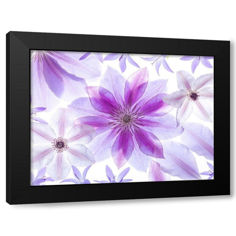 Clematis flowers Black Modern Wood Framed Art Print by Frank, Assaf