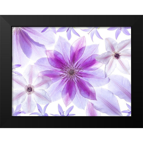 Clematis flowers Black Modern Wood Framed Art Print by Frank, Assaf