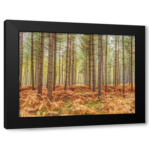 Tall trees in Autumn forest Black Modern Wood Framed Art Print by Frank, Assaf