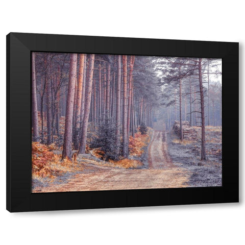 Road through Autumn forest Black Modern Wood Framed Art Print by Frank, Assaf