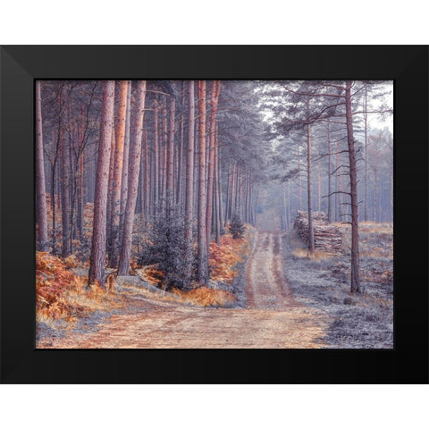 Road through Autumn forest Black Modern Wood Framed Art Print by Frank, Assaf