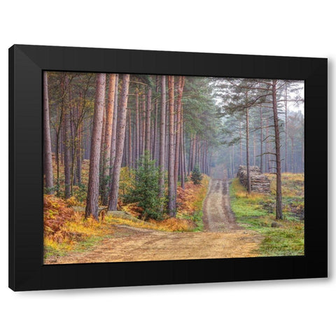 Road through Autumn forest Black Modern Wood Framed Art Print by Frank, Assaf