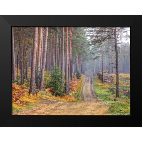 Road through Autumn forest Black Modern Wood Framed Art Print by Frank, Assaf