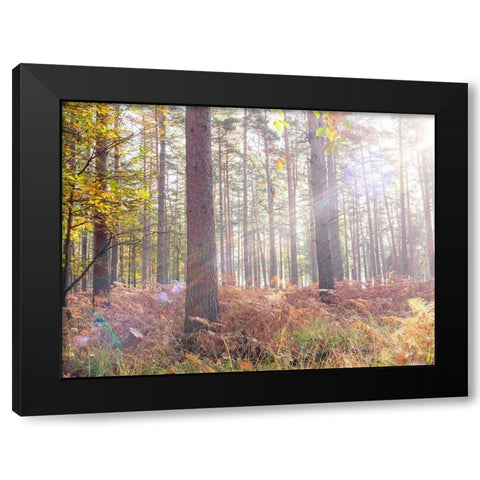 Sun rays in forest Black Modern Wood Framed Art Print with Double Matting by Frank, Assaf