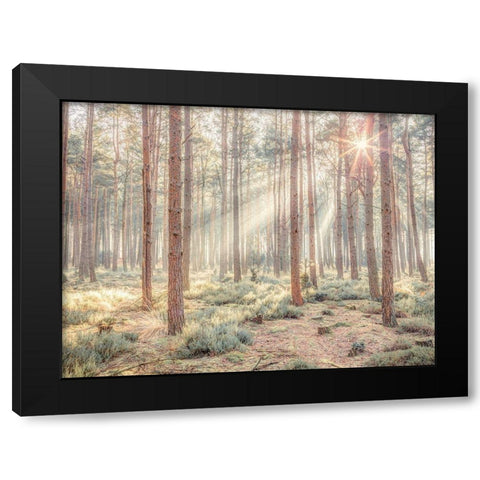 Misty forest with sunrays Black Modern Wood Framed Art Print by Frank, Assaf