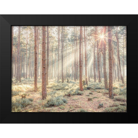 Misty forest with sunrays Black Modern Wood Framed Art Print by Frank, Assaf