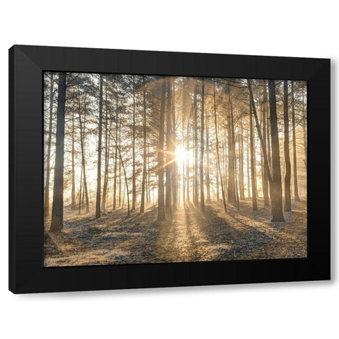 Misty forest with sunrays Black Modern Wood Framed Art Print with Double Matting by Frank, Assaf