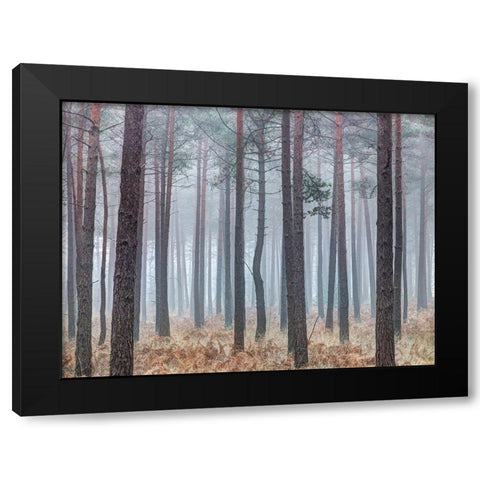 Misty forest with tall trees Black Modern Wood Framed Art Print by Frank, Assaf