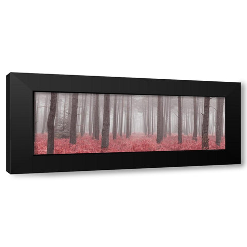 Misty forest with tall trees and foliage, FTBR 1846 Black Modern Wood Framed Art Print with Double Matting by Frank, Assaf