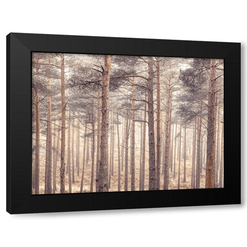 Misty forest with tall trees Black Modern Wood Framed Art Print with Double Matting by Frank, Assaf