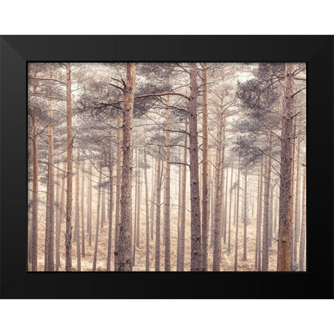 Misty forest with tall trees Black Modern Wood Framed Art Print by Frank, Assaf
