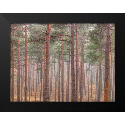 Misty forest with tall trees Black Modern Wood Framed Art Print by Frank, Assaf