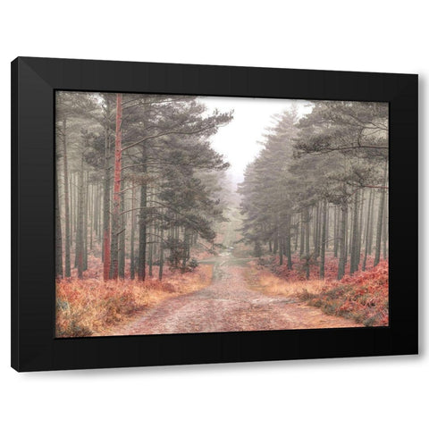 Pathway through misty forest, FTBR 1847 Black Modern Wood Framed Art Print with Double Matting by Frank, Assaf