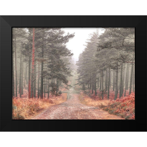 Pathway through misty forest, FTBR 1847 Black Modern Wood Framed Art Print by Frank, Assaf