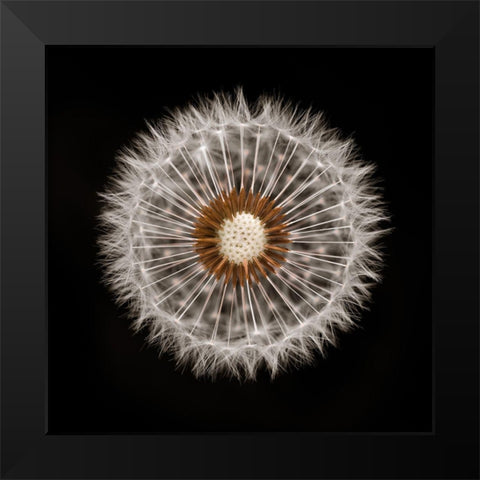 Dandelion Clock over black background Black Modern Wood Framed Art Print by Frank, Assaf