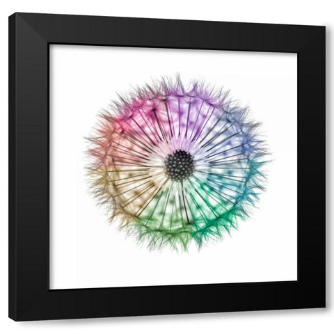 Dandelion Clock over white background Black Modern Wood Framed Art Print with Double Matting by Frank, Assaf
